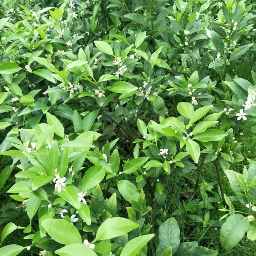 灵山县沃柑苗 0.5~1米