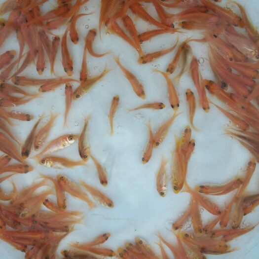 清远 兴国红鲤鱼苗
