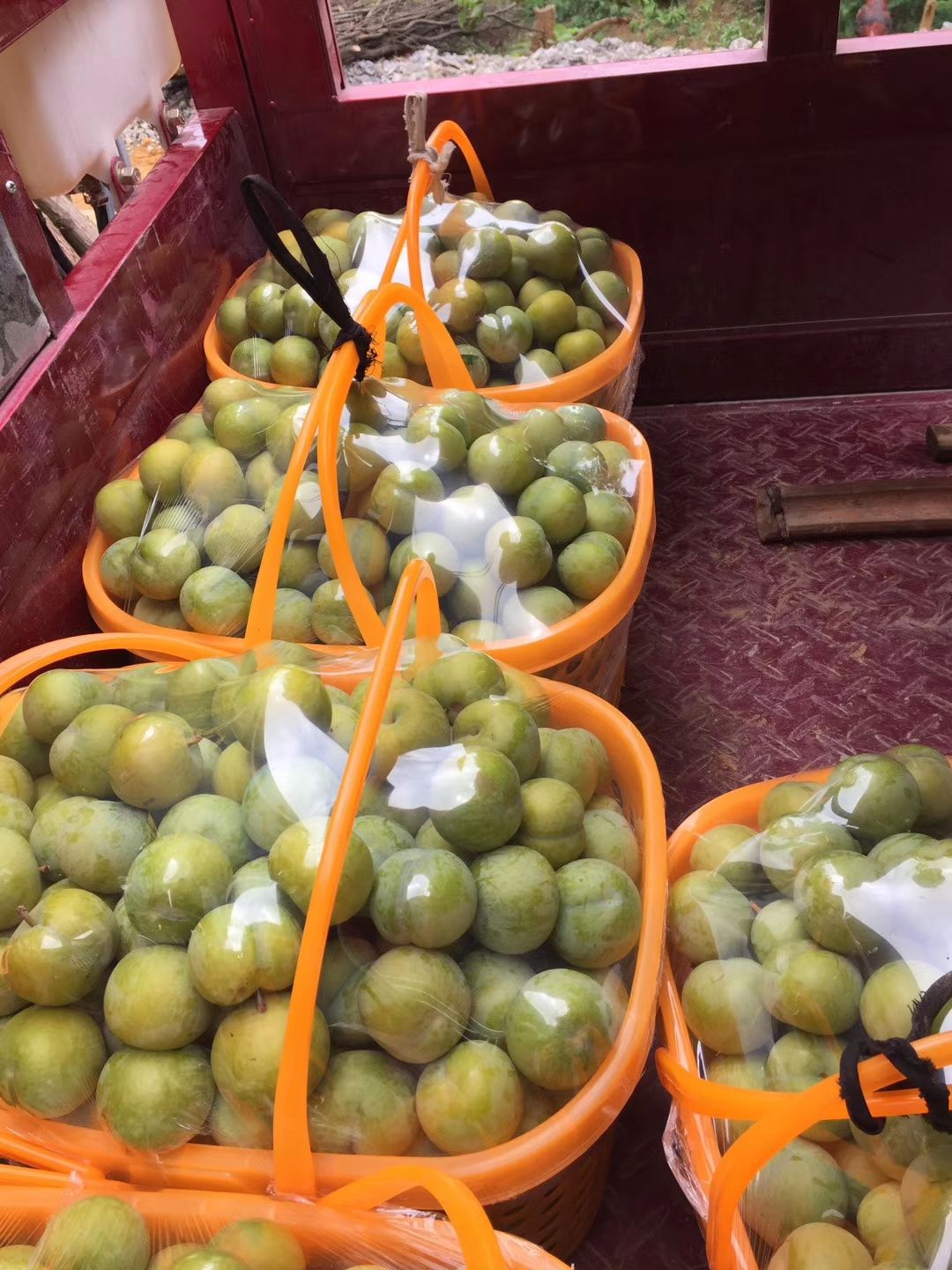 贵阳六马蜂糖李果批发
