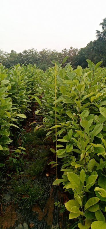 遂溪县火力楠木苗 火力楠三斤袋