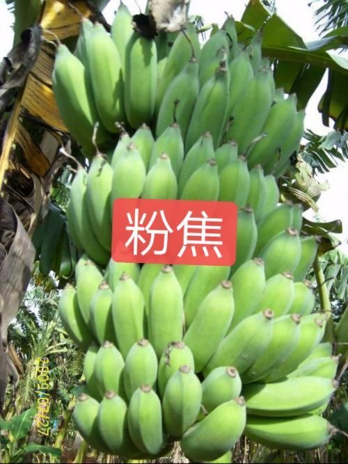 灵山县粉蕉苗  粉焦苗，香蕉苗，品种正宗，带营养杯发货