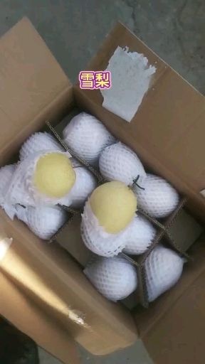 赵县 精品雪梨，雪花梨