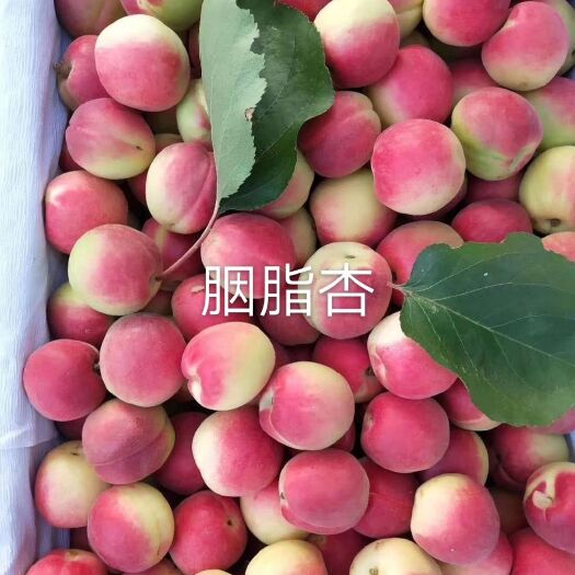 胭脂李树苗 大杏苗