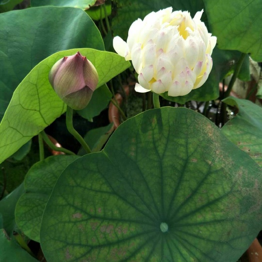 北京红花藕藕苗 各种观赏藕，藕苗