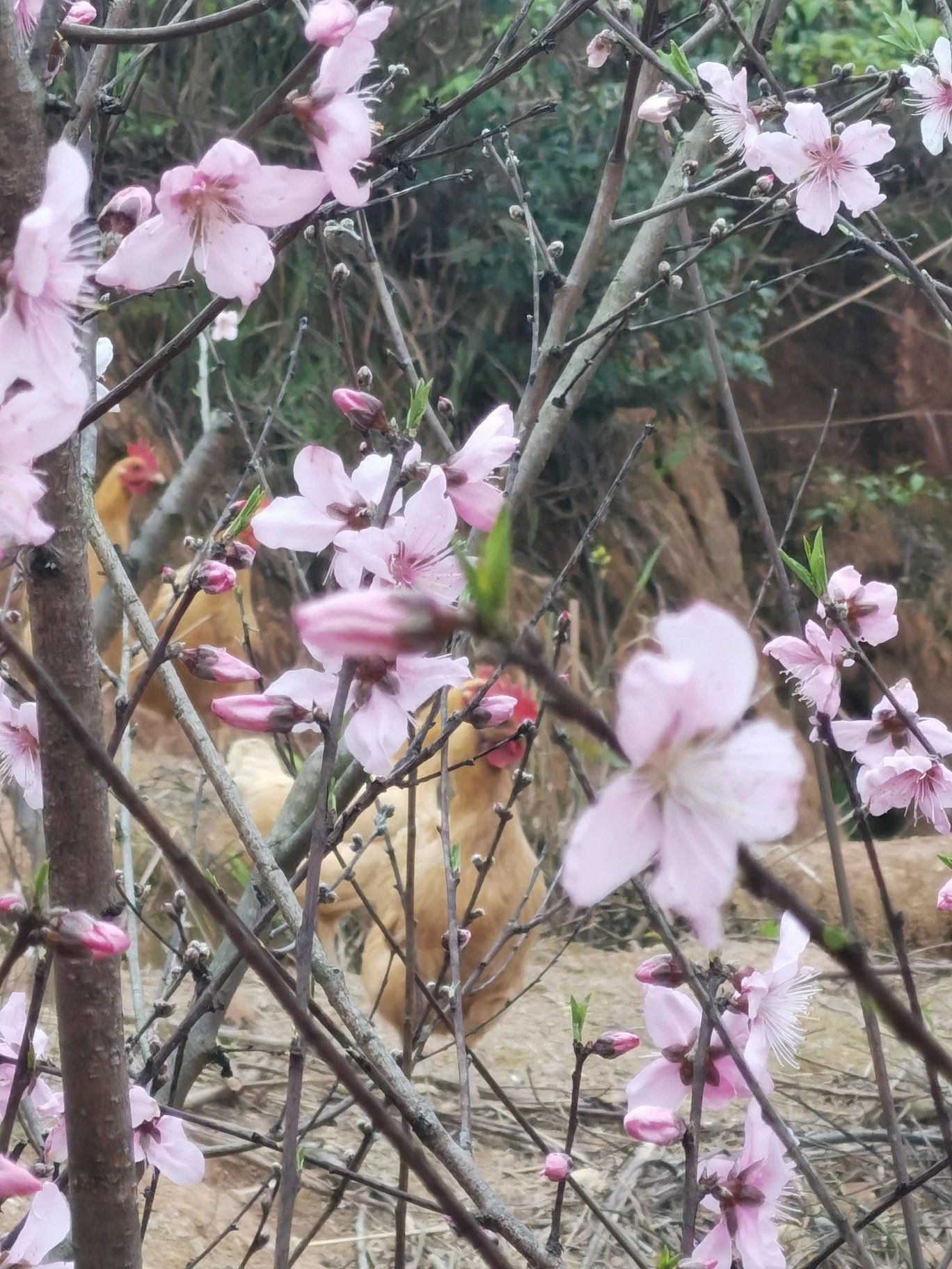  五谷杂粮果园散养衡阳土鸡