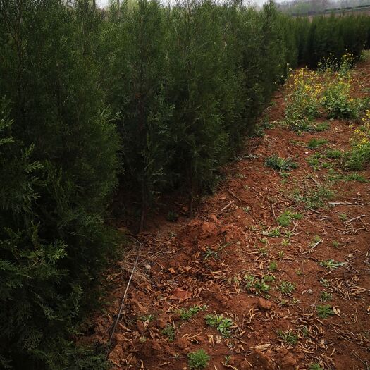 洛阳窄冠侧柏 侧柏，百亩基地大量出售