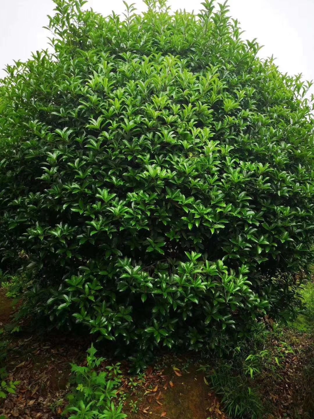 供应桂花树香樟树8－30公分