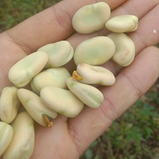 丘北县 干 蚕豆