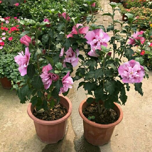 平邑县 园林绿化花卉苗木 木槿花苗 庭院篱笆植物 可盆栽 木菊花 花