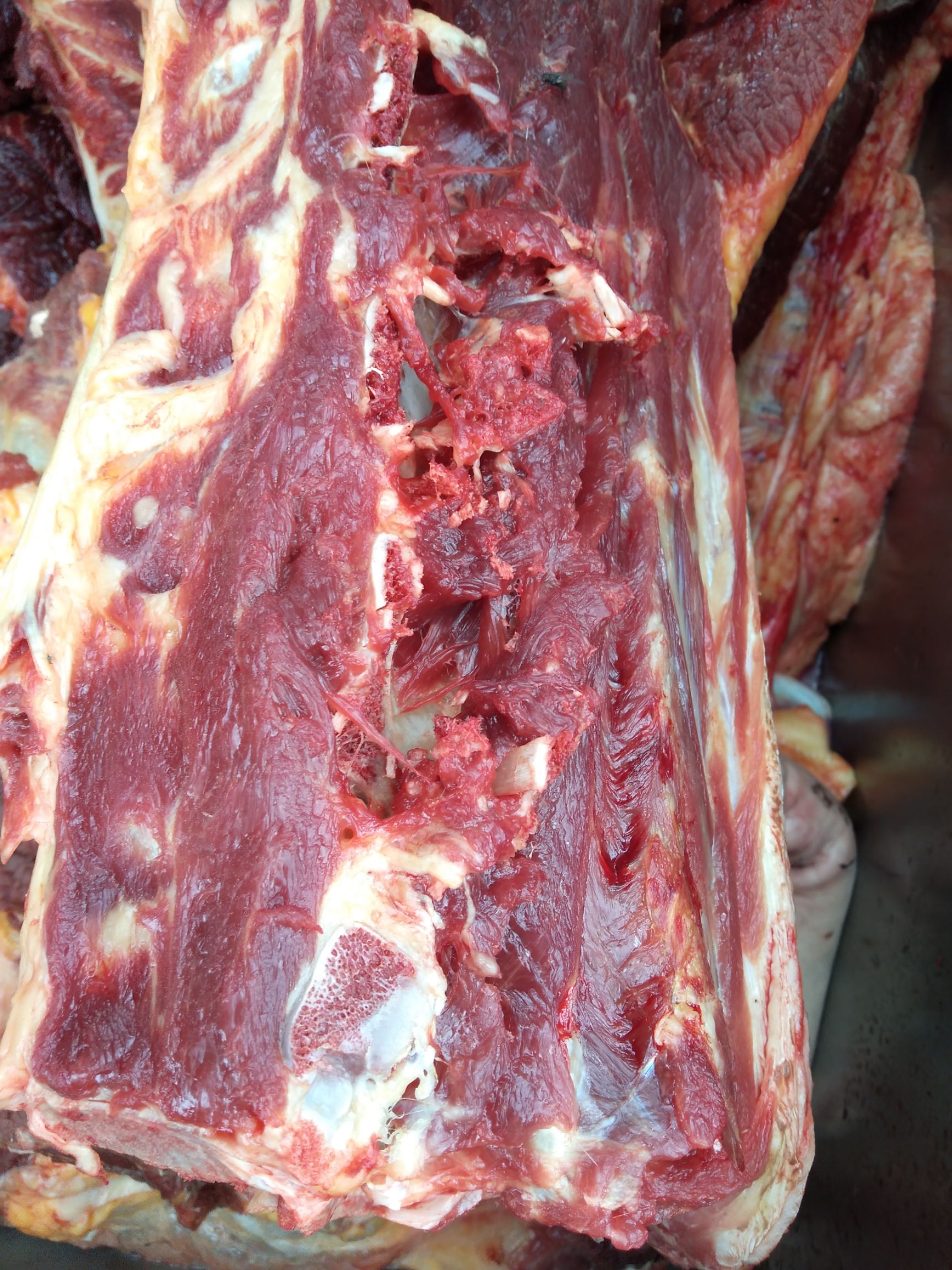 驴骨  驴脊骨  多肉鲜驴架子骨，肉多，可按需要分割大小，