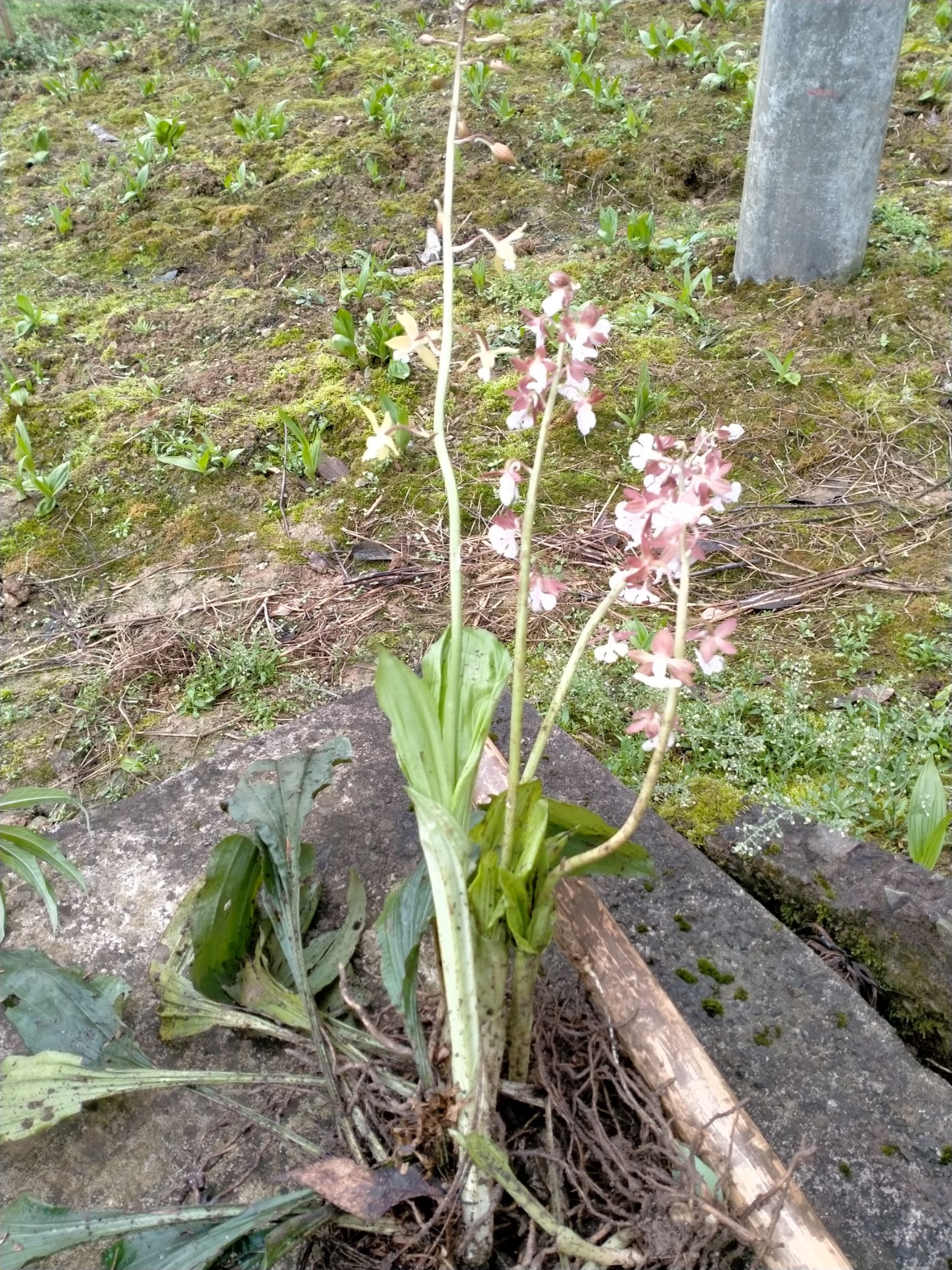  花！花，可制花茶，，经块入药