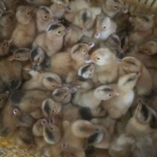 南宁麻鸭苗 大种杂交种鸭
