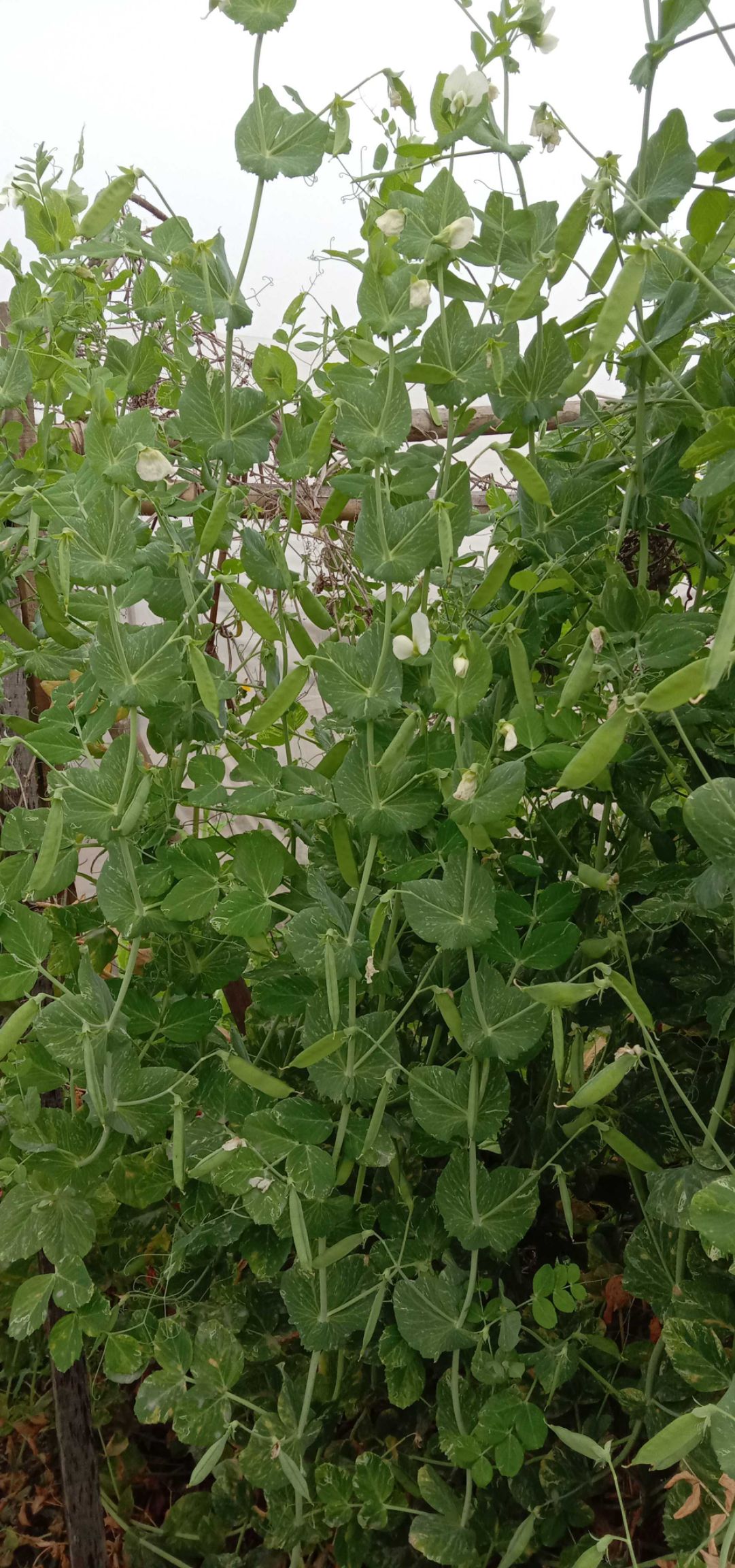 干豌豆  干白豌豆 白豌豆九月播种