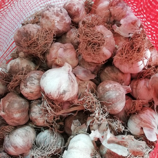 望都县紫皮大蒜 蒜头