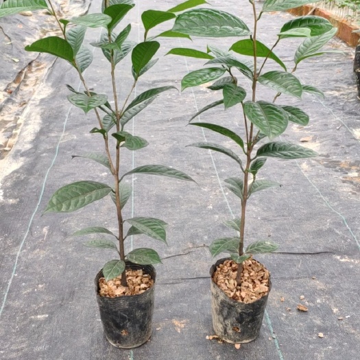 东兴市金花茶苗 金花茶种子苗 防普金花茶 实生苗 非嫁接 开花不变淡