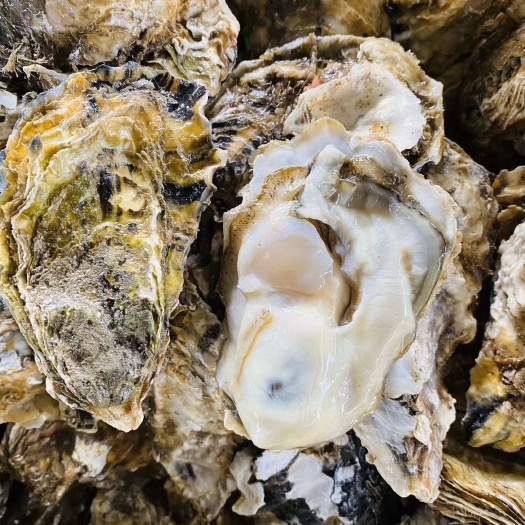 乳山精品生蚝批发，生蚝批发。乳山蚝，产地直发全国包售后