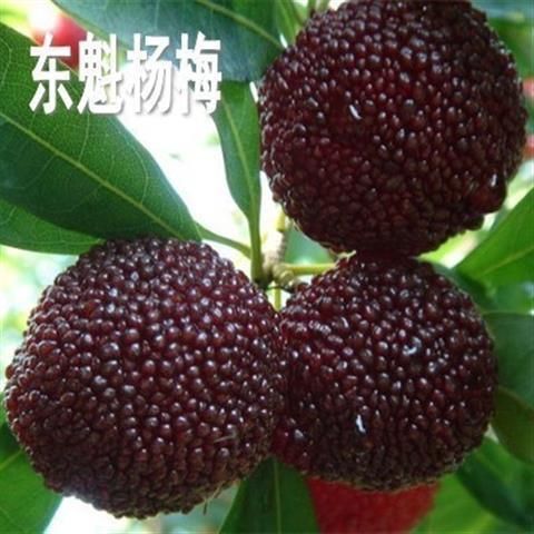  嫁接?xùn)|魁楊梅樹苗南方北方種植果樹苗包成活當(dāng)年結(jié)果楊梅苗