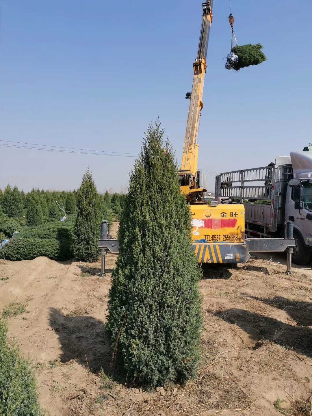 望都塔檜 望都塔柏 刺柏 圓柏 儈柏 望都儈