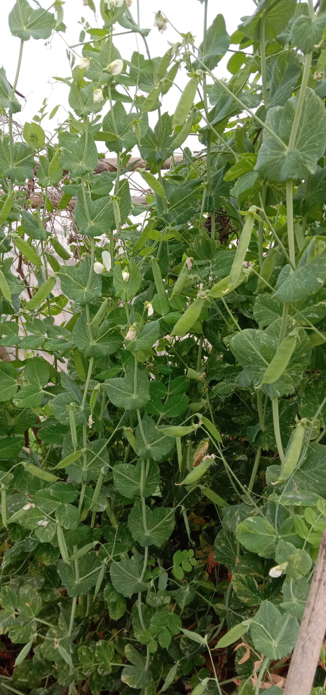 干豌豆  干白豌豆 白豌豆九月播种