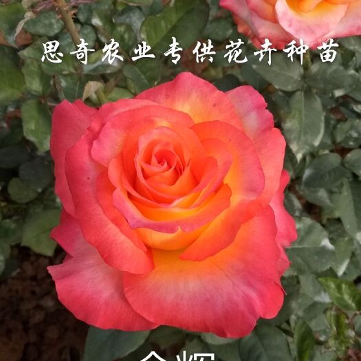  玫瑰苗月季花苗绣球基地直销香水玫瑰