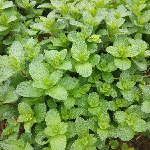 荆门留香薄荷苗裸根发货