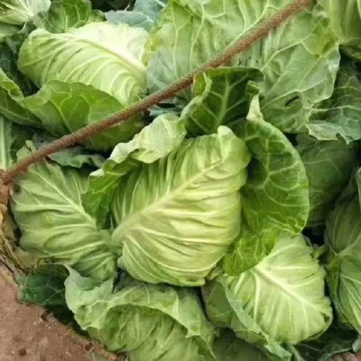 城固县牛心甘蓝  牛心菜