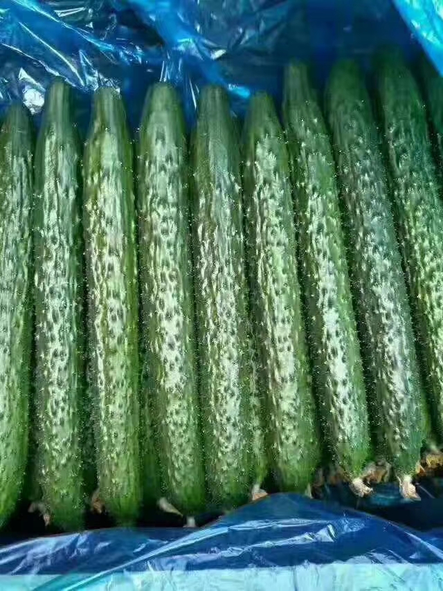刺黄瓜  精品黄瓜基地直提供各种保障，电商平台商超批发市场