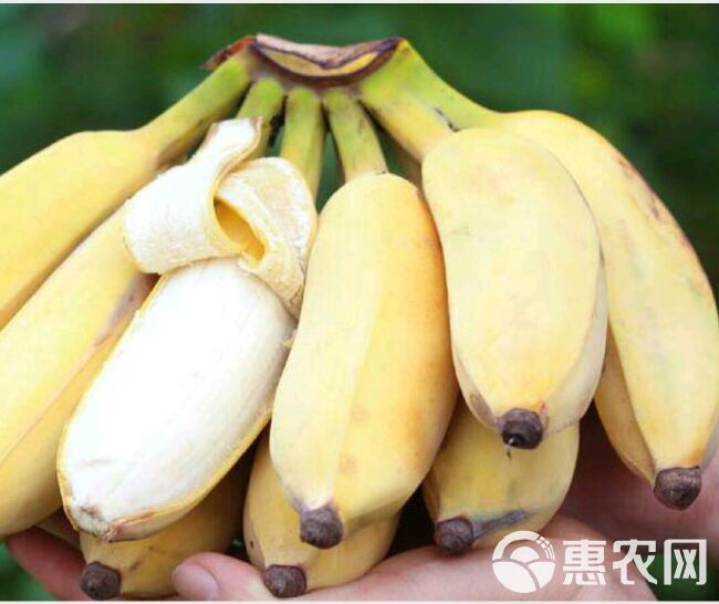 广西贡蕉粉蕉西贡蕉甜香蕉应季水果包邮坏果包赔净重5斤3斤9斤