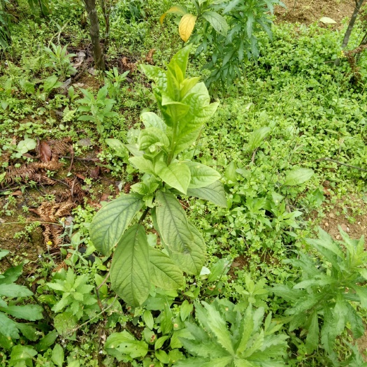 融水县黄花倒水莲 多类药材看上的老板们联系我