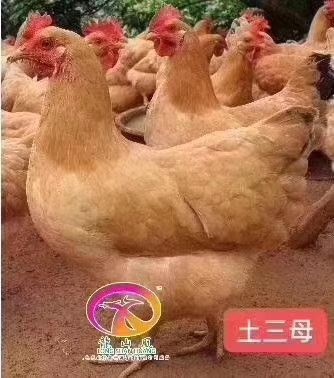 广州湘黄土鸡苗 诚信经营 品质保证  包打疫苗。