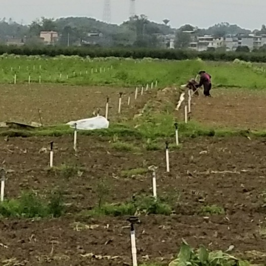 桂林 桂林市临桂区400亩水田出租