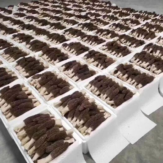 深圳猪肚菇菌种 干货一级1200一公斤
一级剪脚1300一公斤