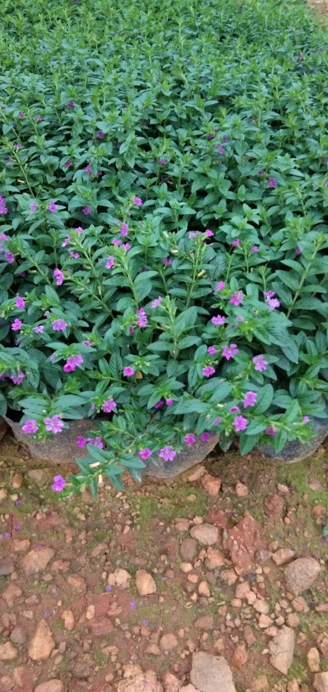 满天星星花萼距花雪茄花绿化工程小苗大量供应