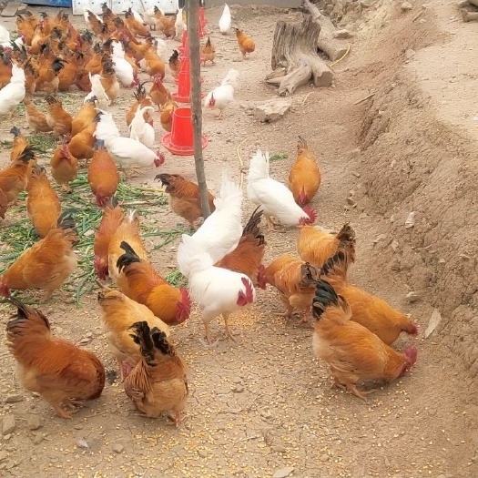 旬阳市 农家山上散养土鸡，纯粮食青草喂养，油黄，肉质好，口感佳！