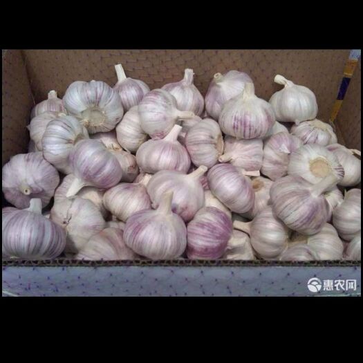 大量金乡大蒜长期有货