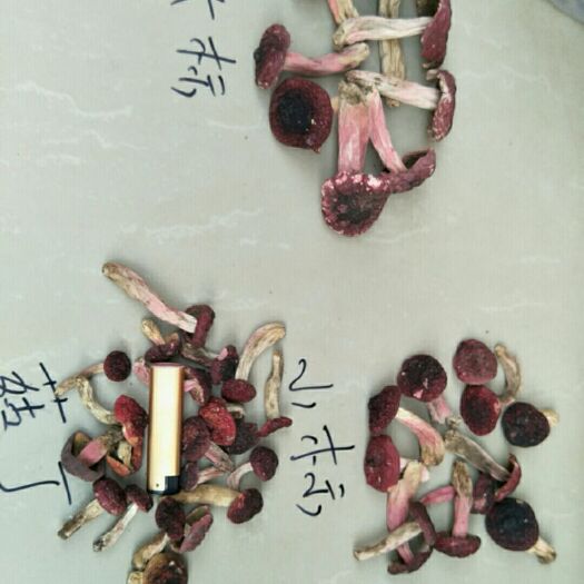 红菇  精品小菇丁
