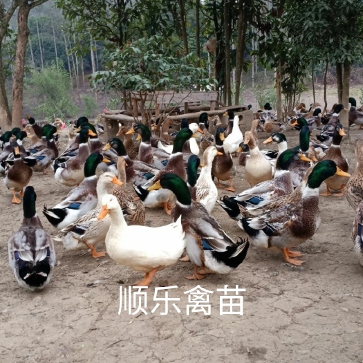 南宁麻鸭苗 麻鸭 白鸭 杂交鸭 多蛋鸭，是间正中无假货，诚信店