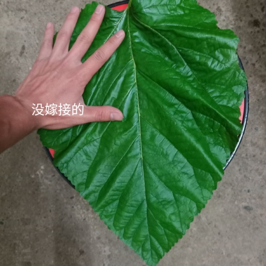养蚕桑树苗