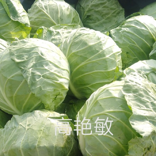 博爱县绿包菜 河南省焦作市博爱县 1.5~2.0斤