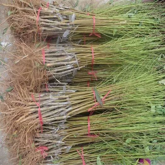 平邑县嫁接桃树苗 甜脆精品大红桃