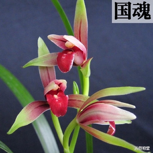 南靖县国魂兰花苗建兰红素品种花卉盆栽