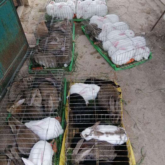 嘉祥县獭兔种兔 本单位供应原种法系獭兔，新西兰原种，比利时肉兔原种
