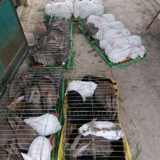 獭兔种兔 本单位供应原种法系獭兔,新西兰原种,比利时肉兔原种