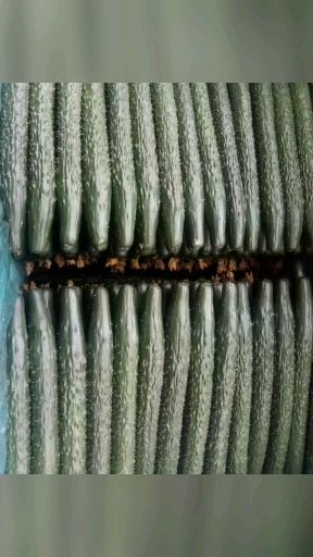 优质密刺黄瓜绿瓤，无公害，瓜条直，密刺，颜色亮绿