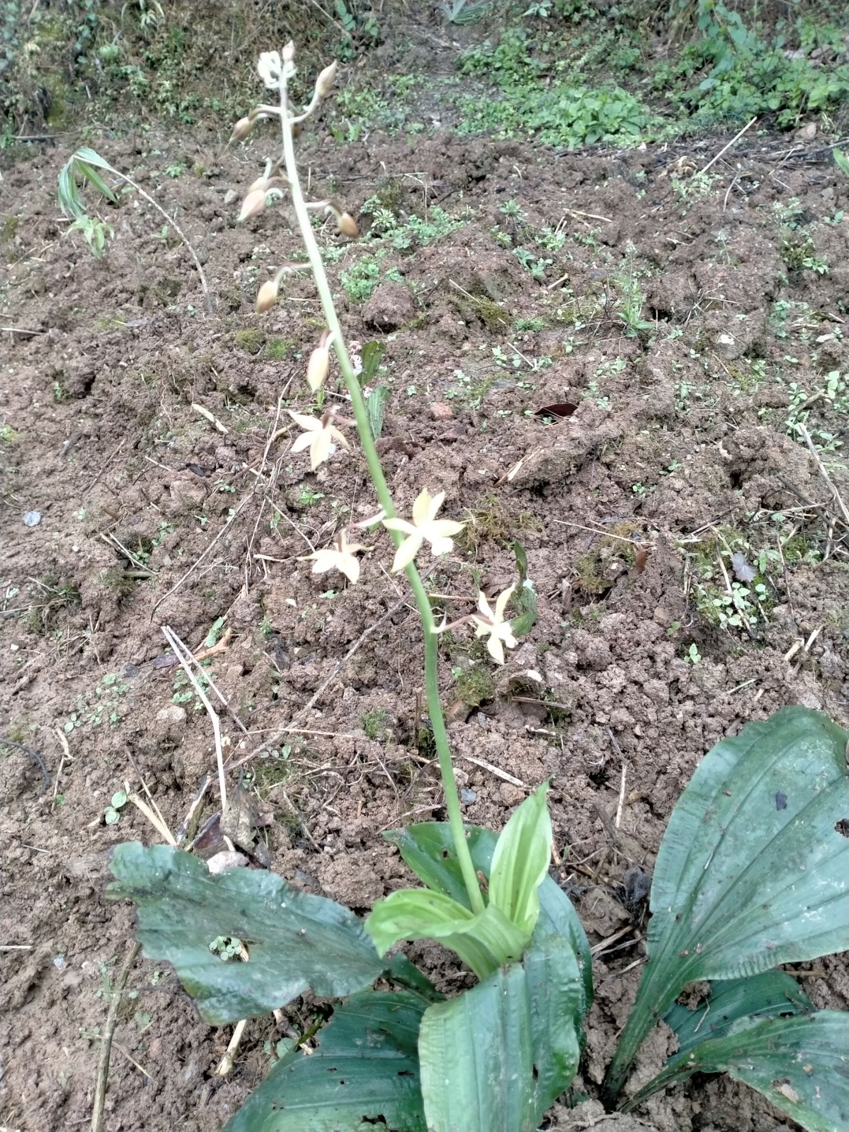  花！花，可制花茶，，经块入药