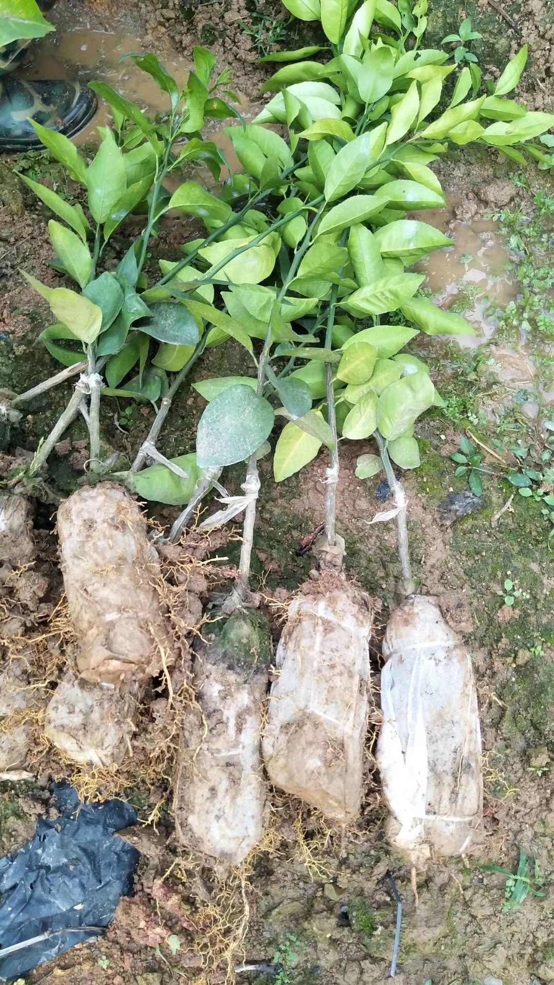 091无核沃柑苗 广西091无核沃柑果苗树苗纯正嫁接橘子盆栽南北方种植当年结果