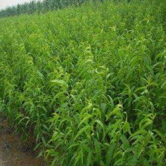 灵山县水蜜桃苗 水蜜桃桃子苗
