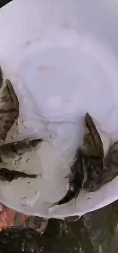 广州鳜鱼苗/桂花鱼苗，一手货源支持空运