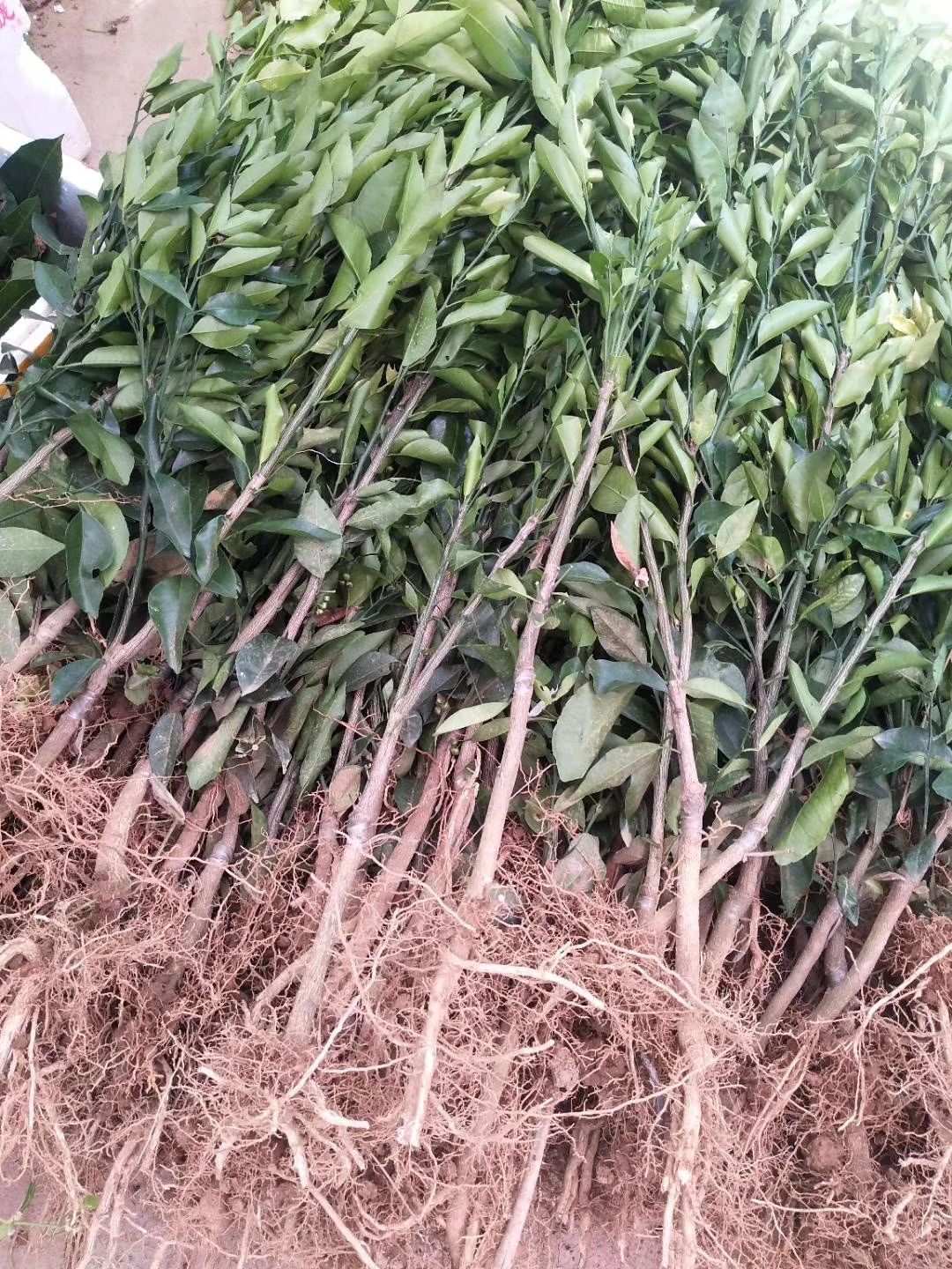 091无核沃柑苗 广西091无核沃柑果苗树苗纯正嫁接橘子盆栽南北方种植当年结果