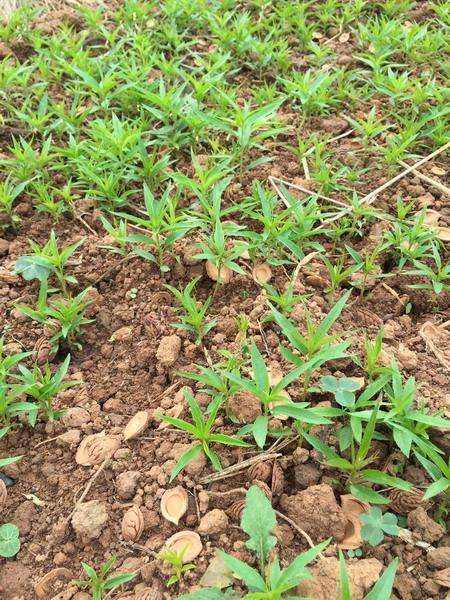  0.5以上毛桃苗基地大量供应，价格低，成活率高可视频看货